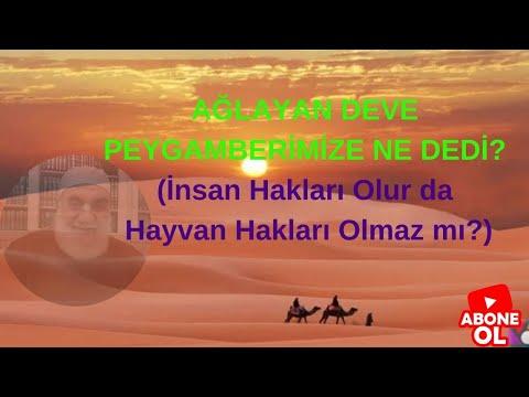 Embedded thumbnail for AĞLAYAN DEVE PEYGAMBERİMİZE NE DEDİ? (İnsan Hakları Olur da Hayvan Hakları Olmaz mı?)