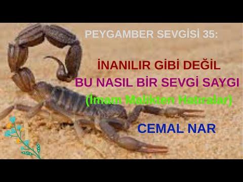 Embedded thumbnail for PEYGAMBER SEVGİSİ 35: İNANILIR GİBİ DEĞİL BU NASIL BİR SEVGİ SAYGI (İmam Malikten Hatıralar)